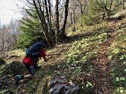 23 Distese di primule gialle (Primula vulgaris) e altri fiori primaverili